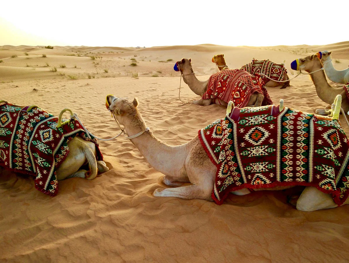 Camel Trekking Experience