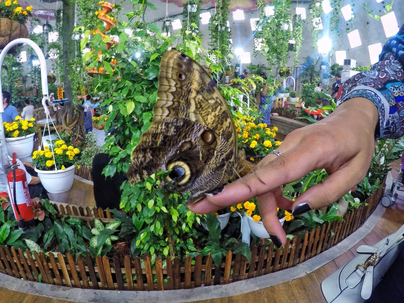Dubai Butterfly Garden