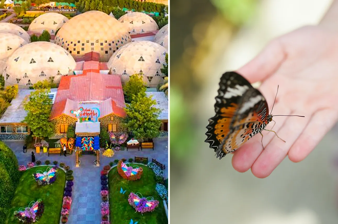 Dubai Butterfly Garden