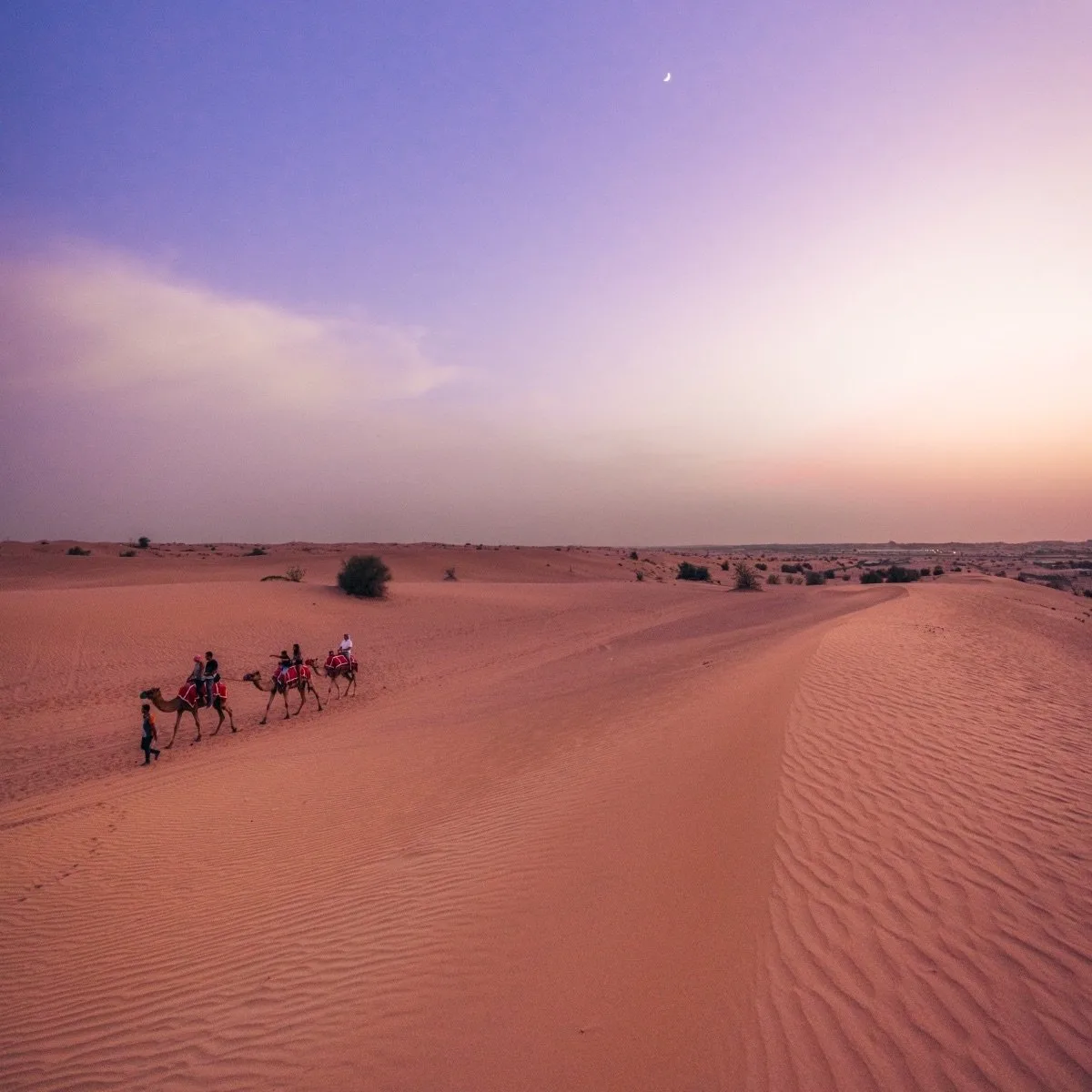 Evening Desert Safari