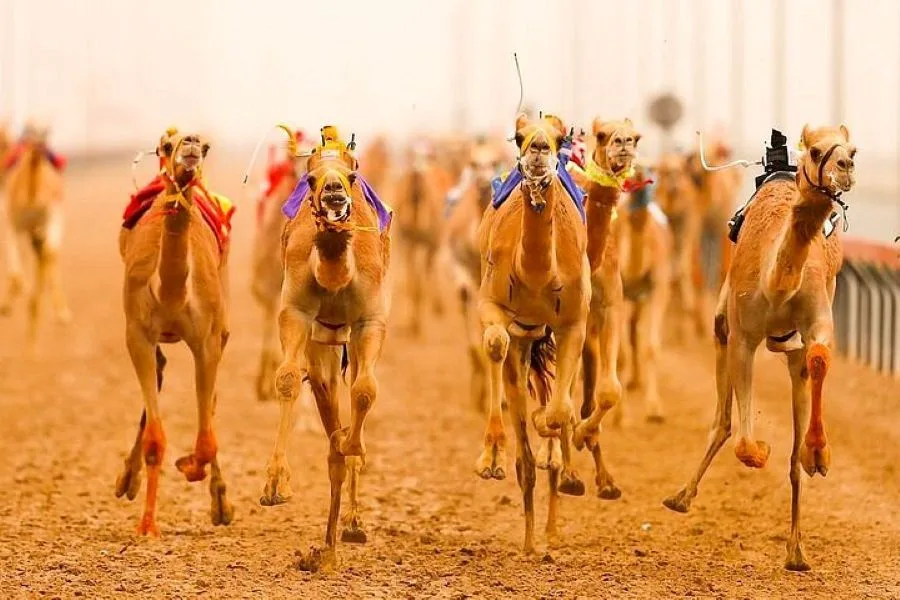 Al Marmoom Camel Racetrack