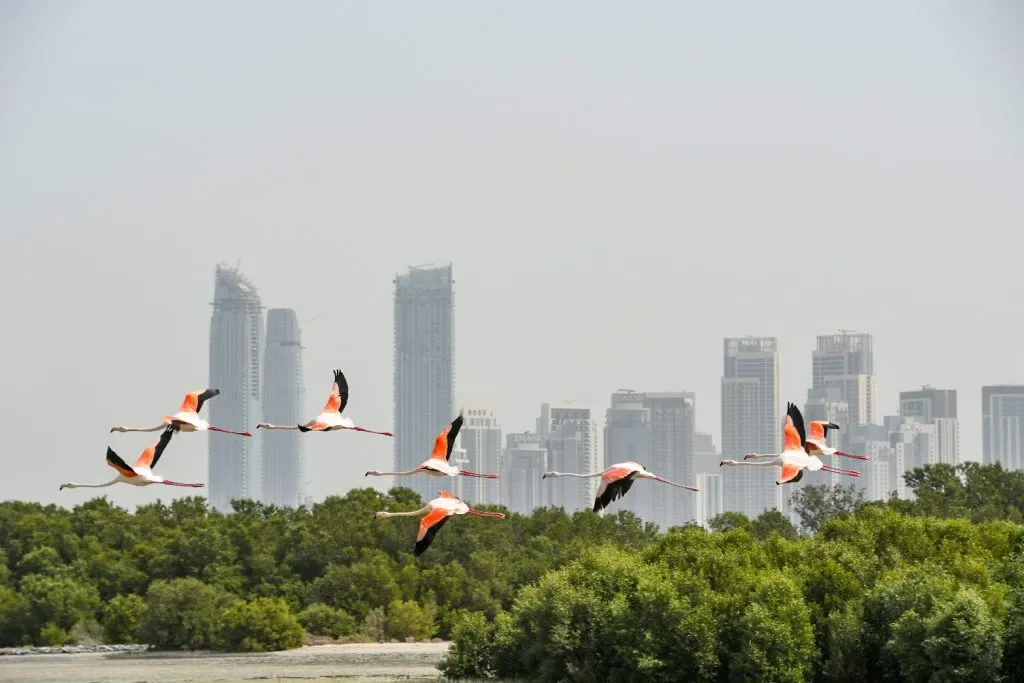 Ras Al Khor Wildlife Sanctuary
