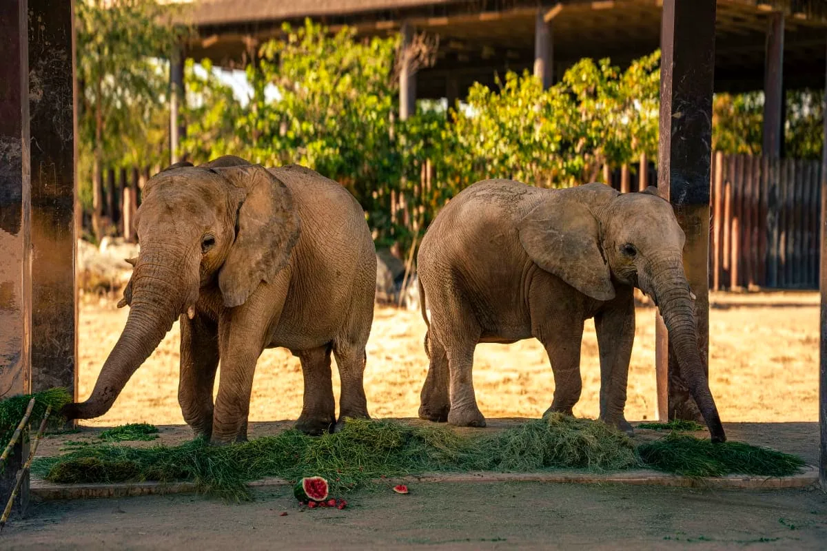 Dubai Safari Park