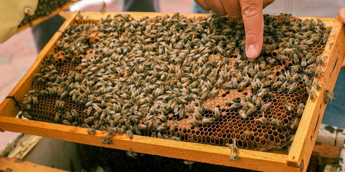 Hatta Honey Bee Garden