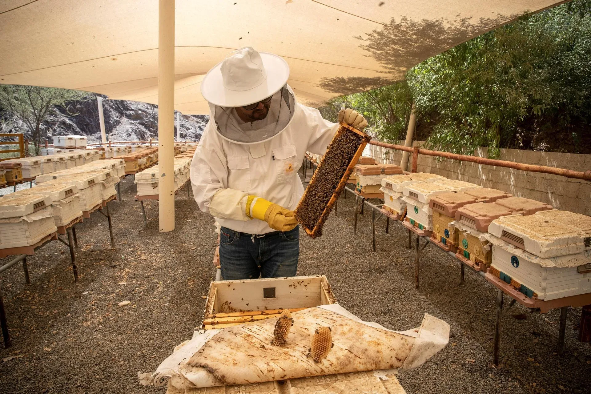 Hatta Honey Bee Garden