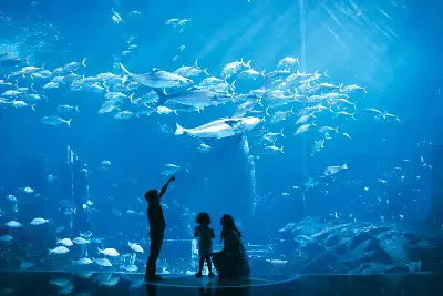 The Lost Chambers Aquarium