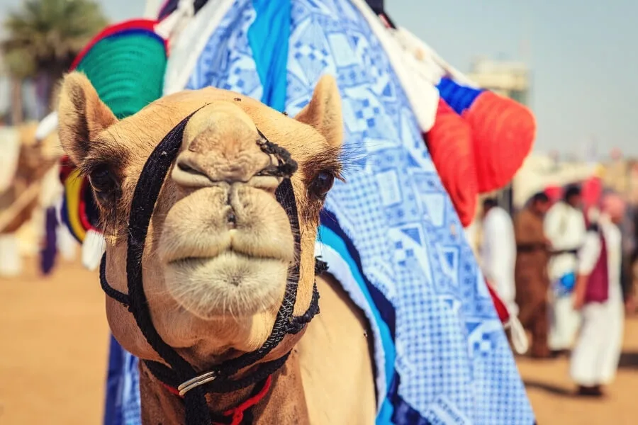 Al Marmoom Camel Racetrack
