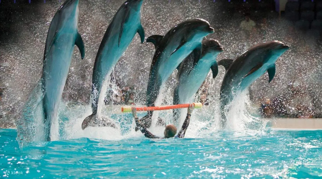Dubai Dolphinarium