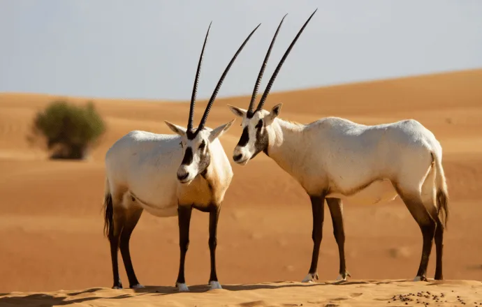 Camel Trekking Experience