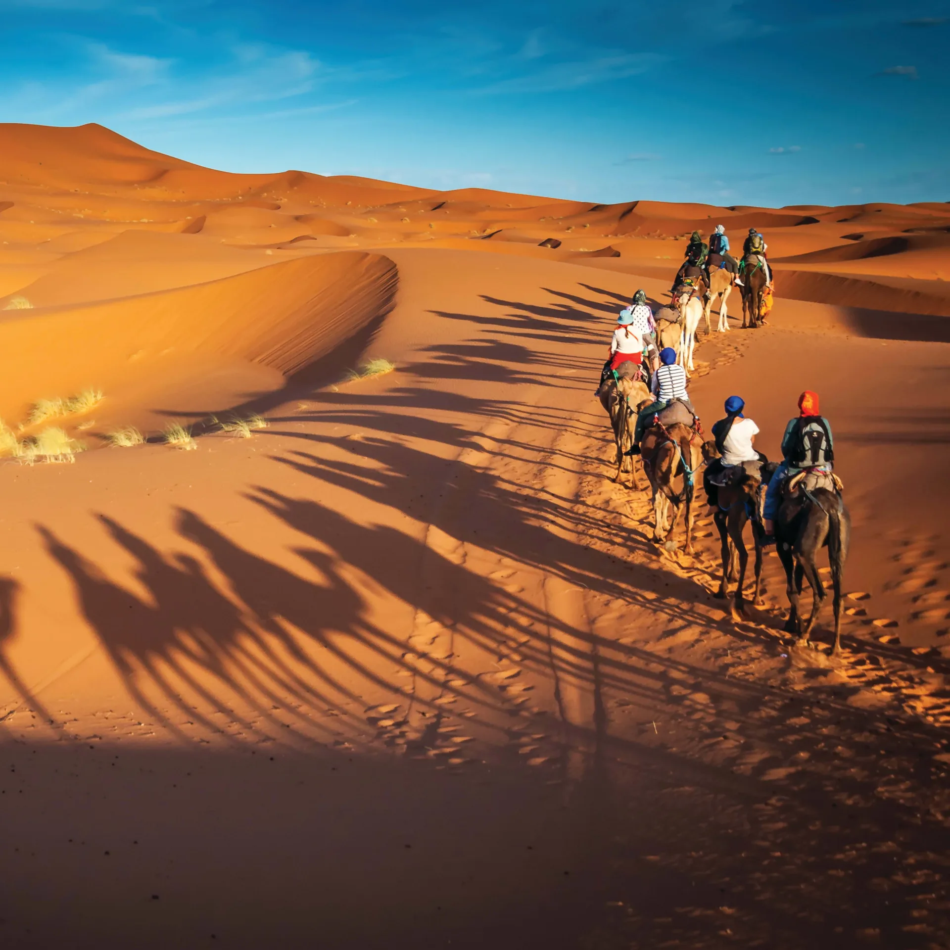 Morning Desert Safari