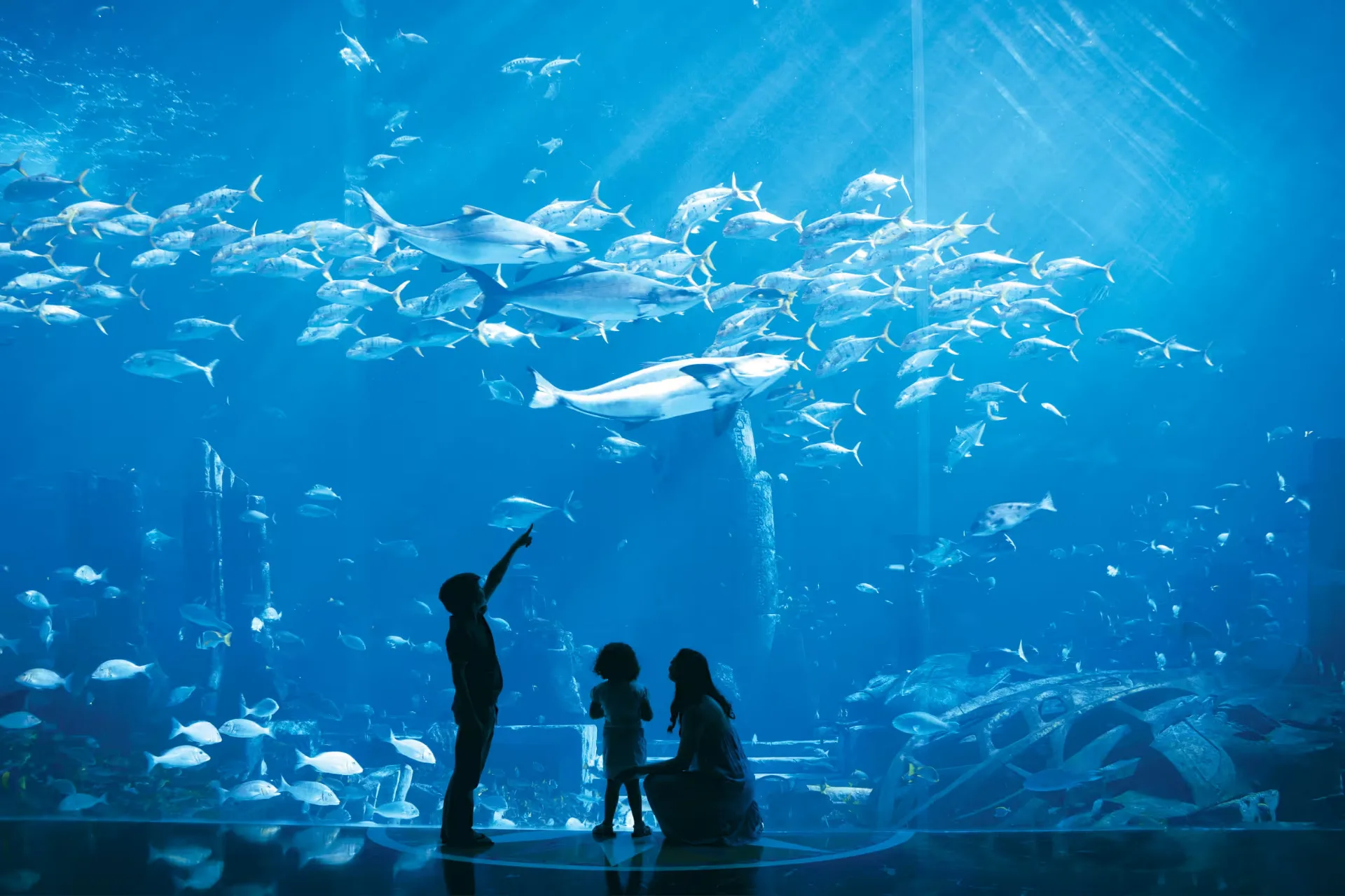 The Lost Chambers Aquarium