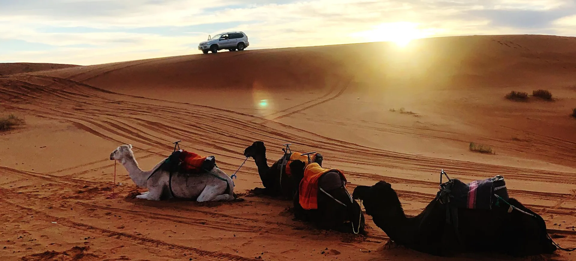 Evening Desert Safari