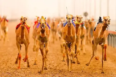 Al Marmoom Camel Racetrack