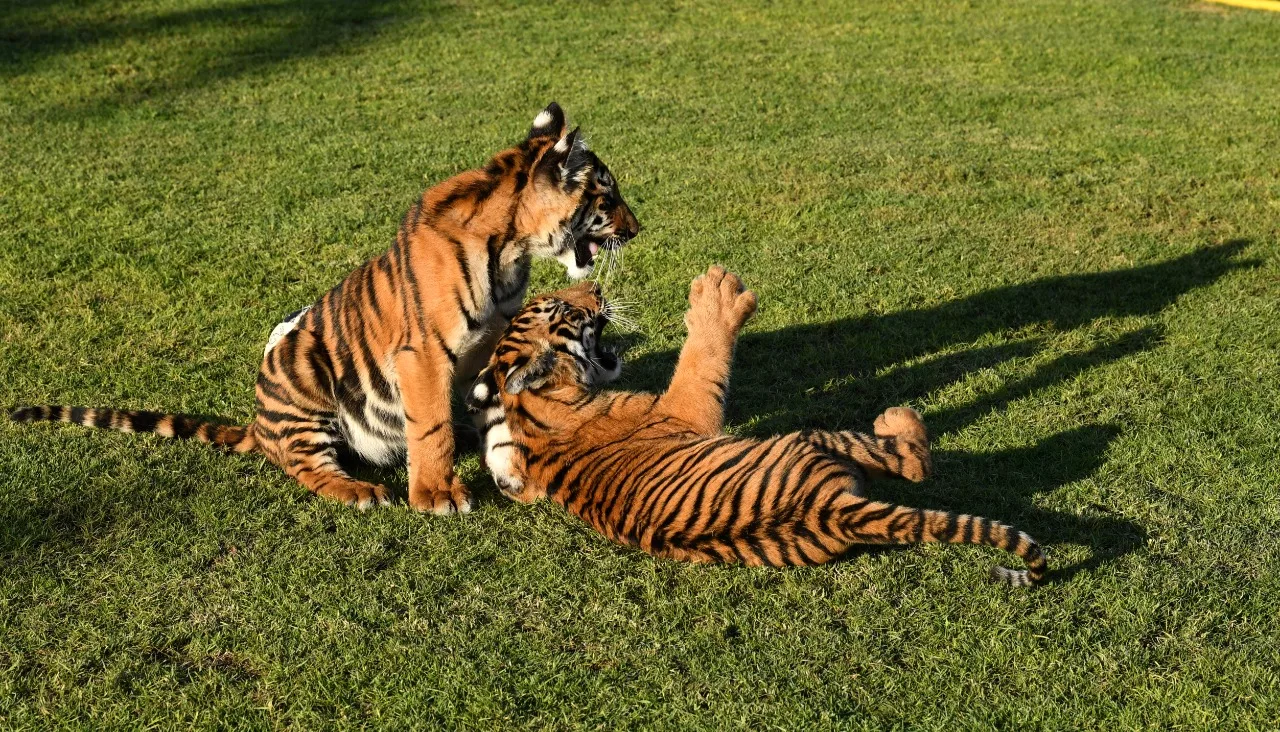 Dubai Private Zoo - Wildland UAE