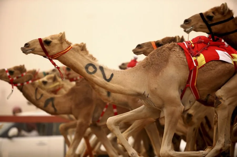 Al Marmoom Camel Racetrack