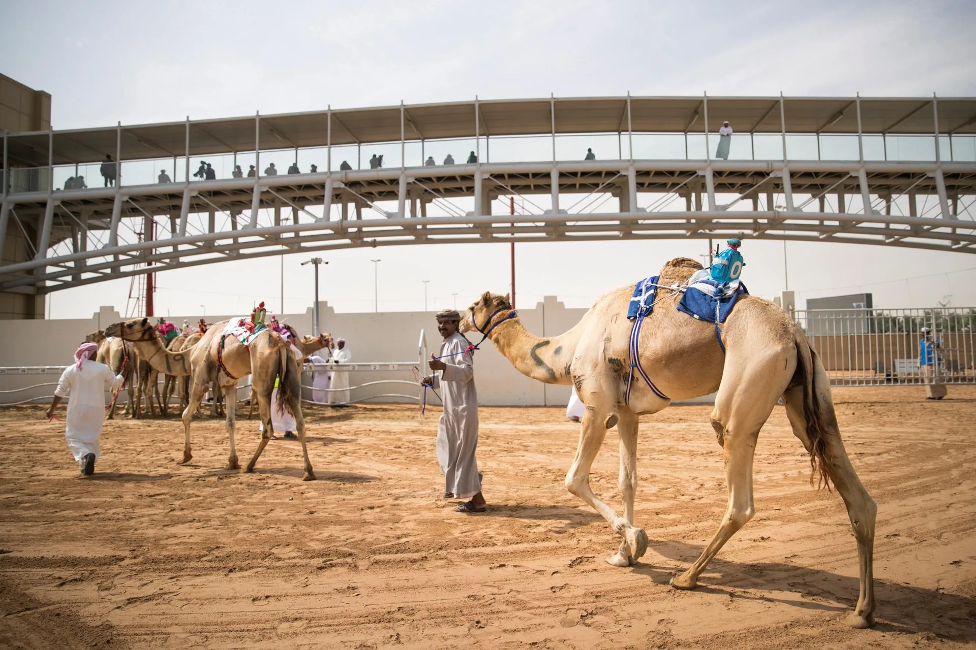 Al Marmoom Camel Racetrack