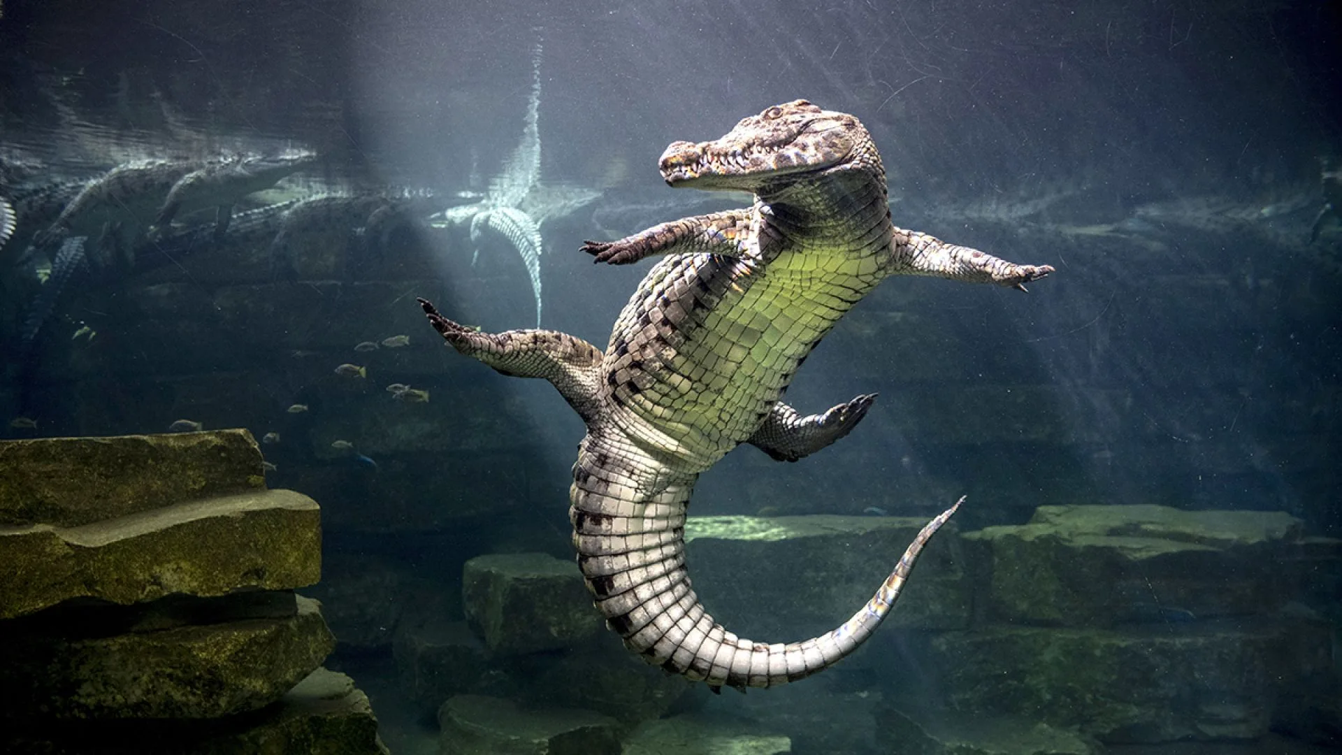 Dubai Crocodile Park