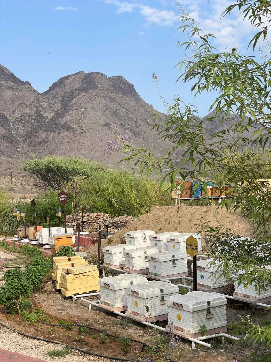 Hatta Honey Bee Garden