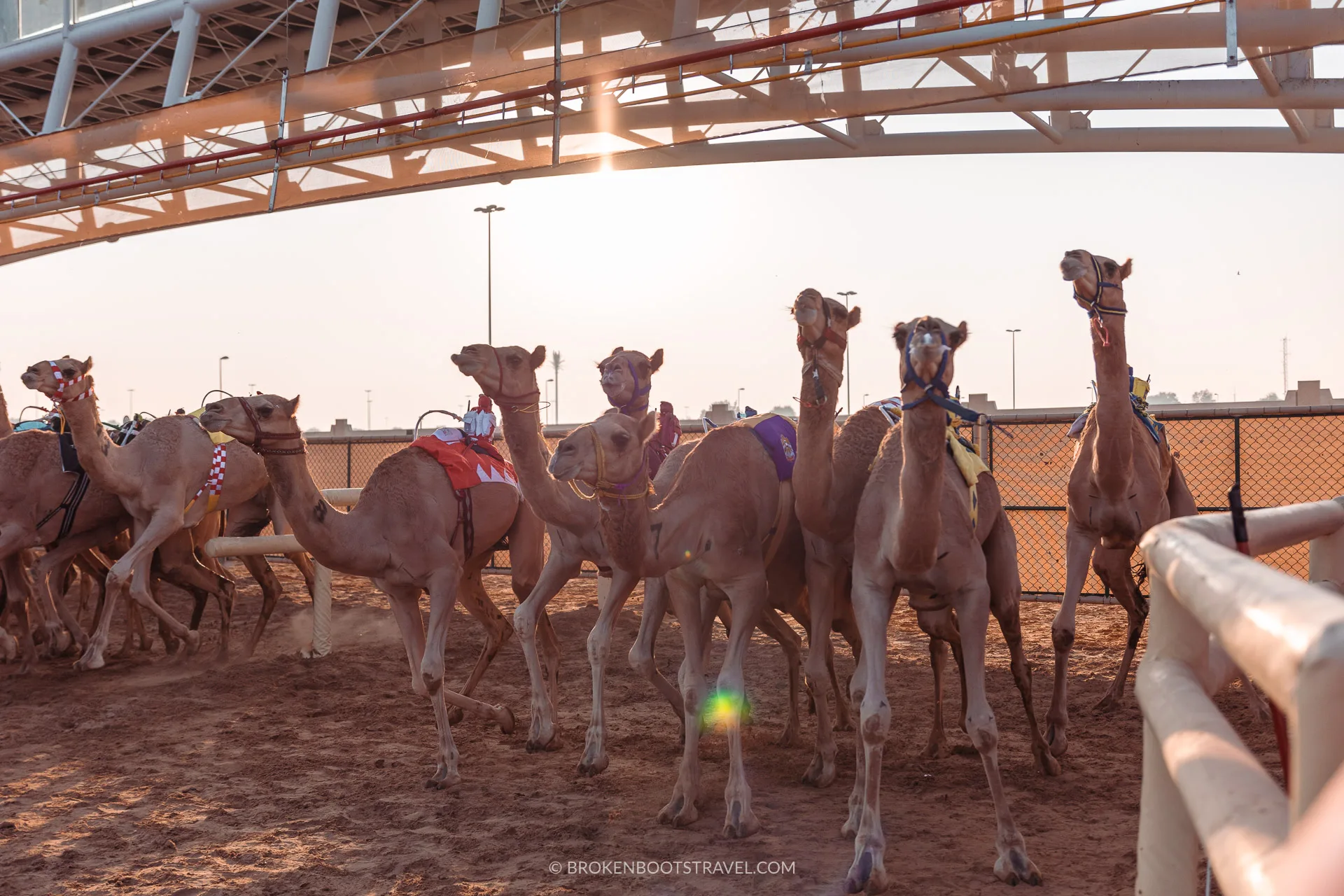 Al Marmoom Camel Racetrack