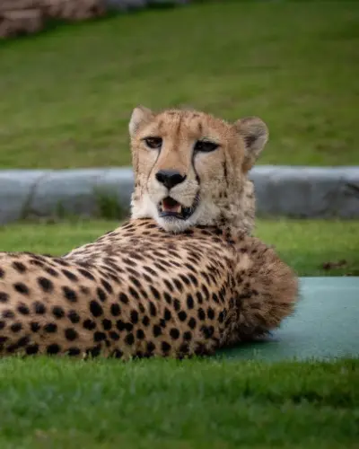 Dubai Private Zoo - Wildland UAE