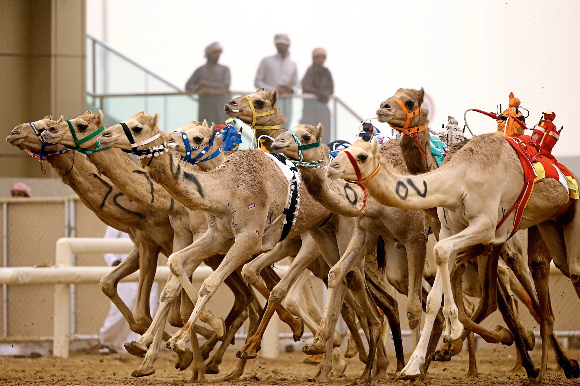 Al Marmoom Camel Racetrack