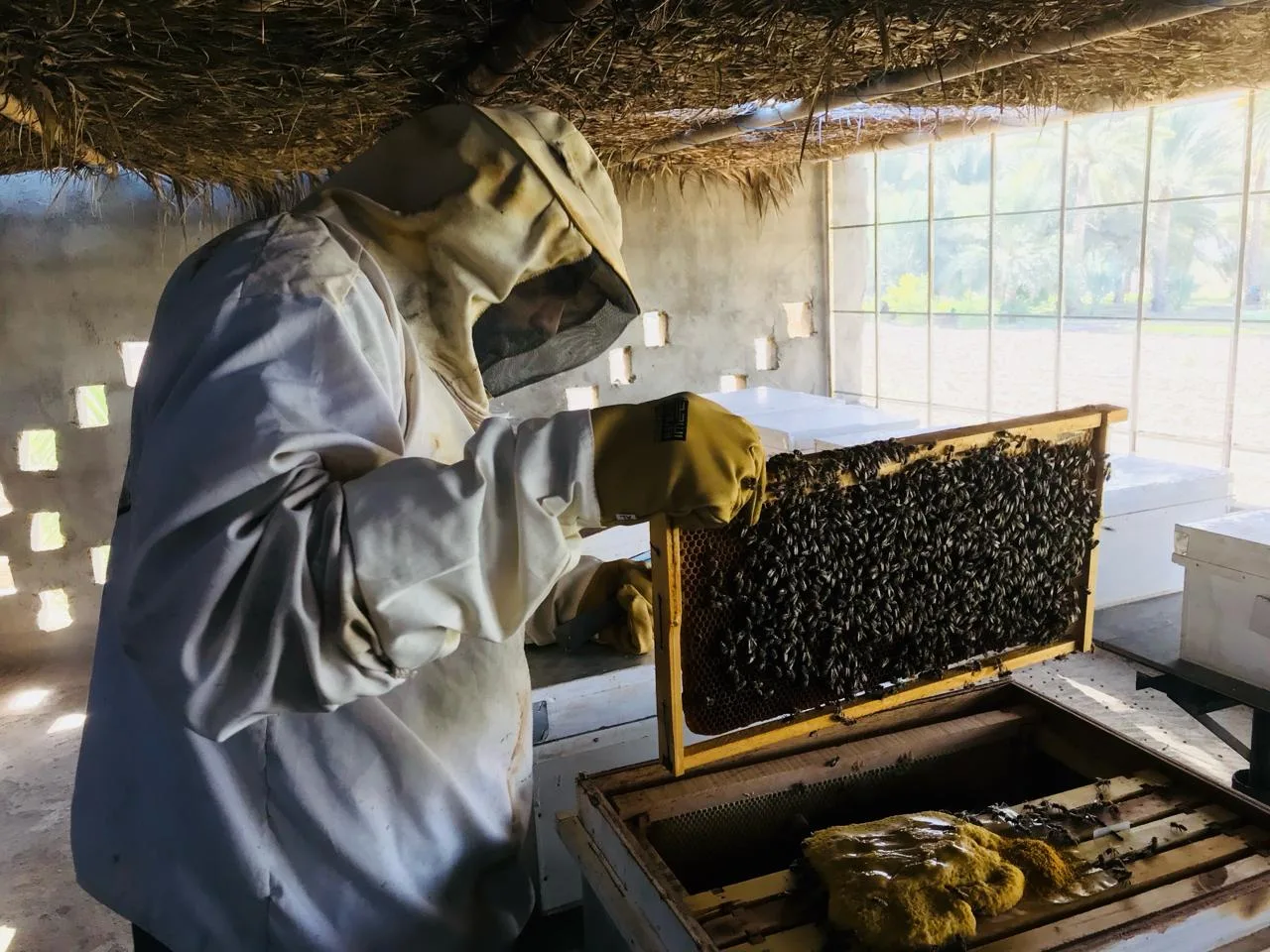 Hatta Honey Bee Garden