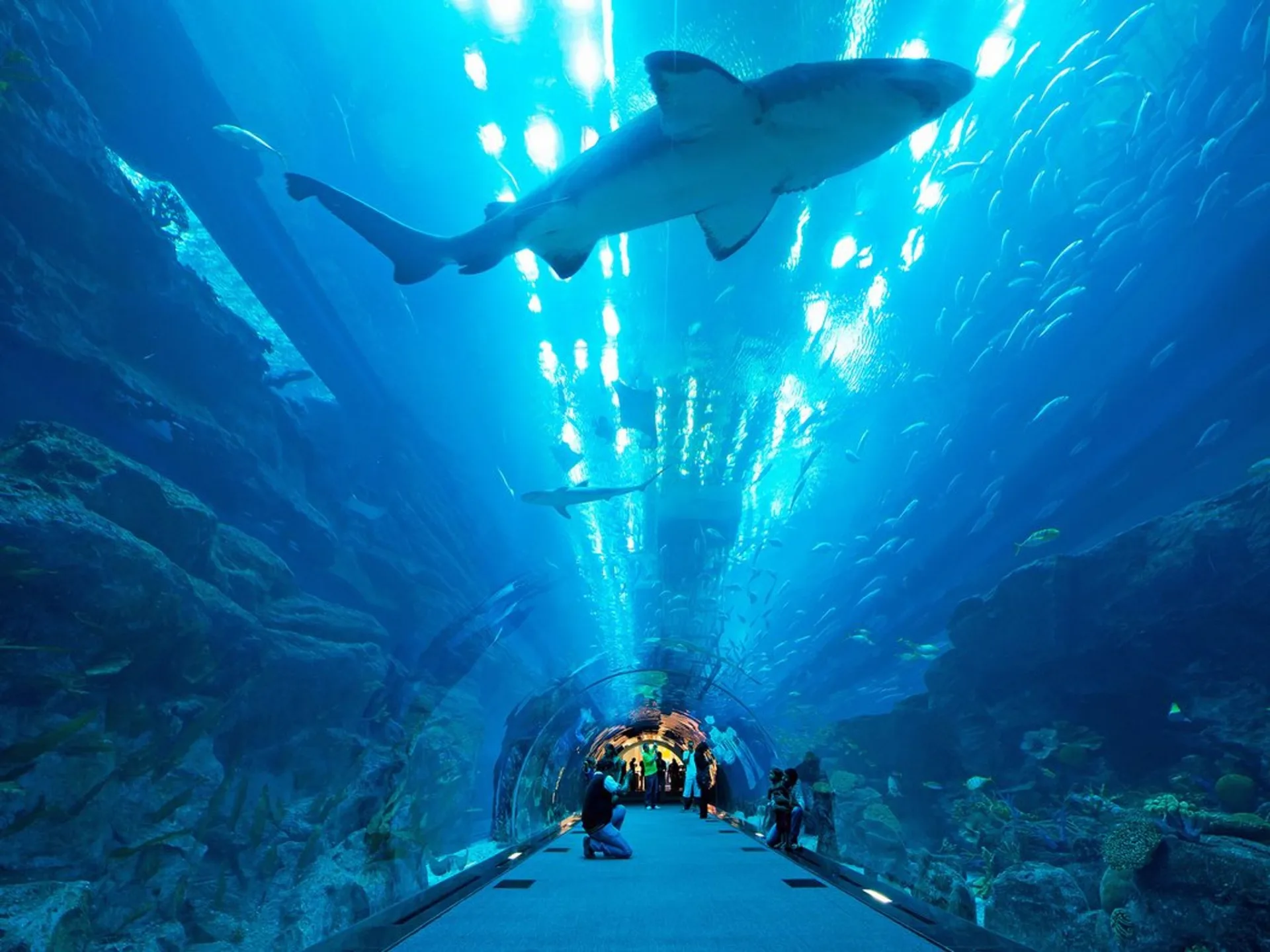 Dubai Aquarium & Underwater Zoo